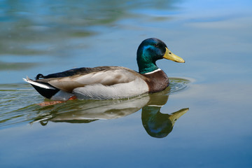 Stockentenspiegelung im See