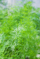 Young dill plant in the garden
