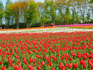 チューリップ畑の観光