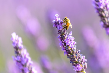 honey bee on a lavender flower, Valensole plateau, Provence