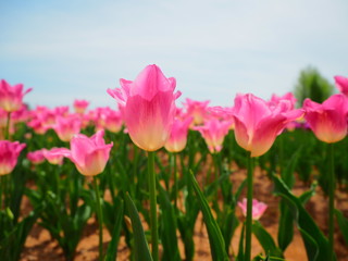 ピンクと白のチューリップ