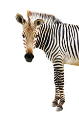 Zebra isolated on white background, cutout