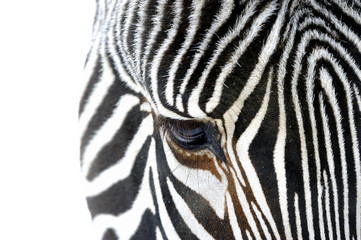 Fototapeta na wymiar Close up of a zebra