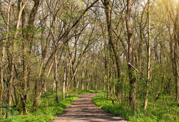 Road in the spring forest