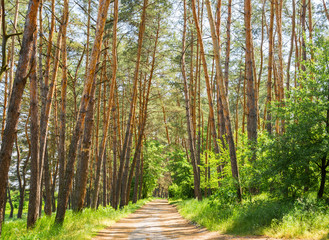 Path in coniferous forest