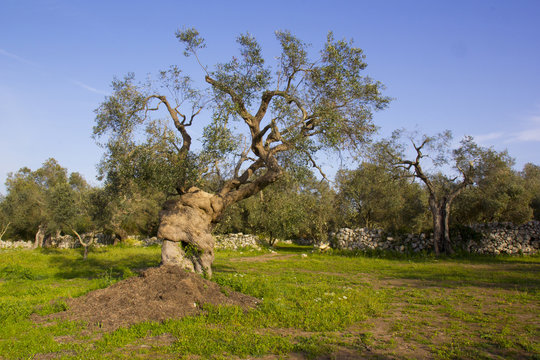 Olive tree. Salento, Puglia, Italy