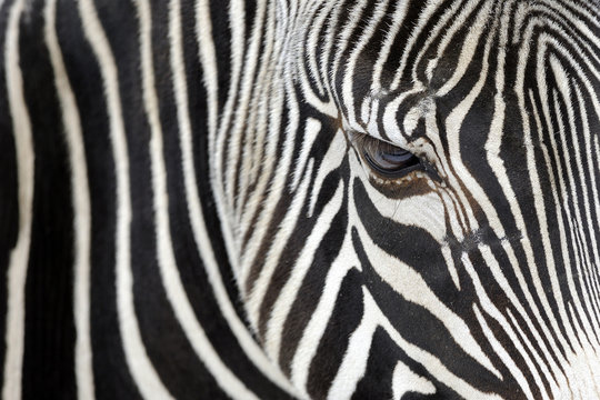 Fototapeta Close up of a zebra
