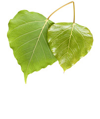 Bo leaf on white background