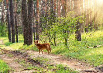 Wild dog in the spring forest