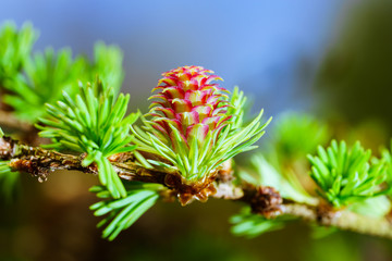 Obraz premium Blooming spring branch of a larch closeup