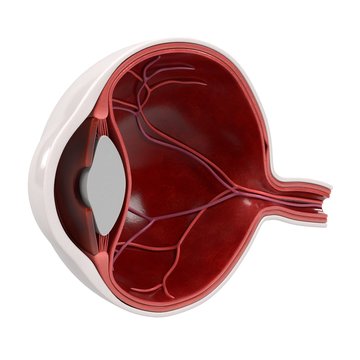 3d renderings of eye section