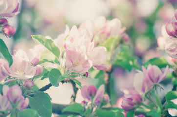 Apple tree flower blossoming at spring time, floral sunny vintage natural background