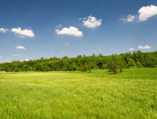 Obraz premium Spring forest meadow