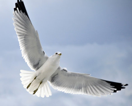 Seagull in flight