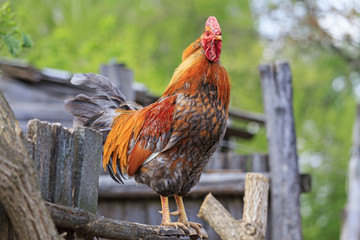 gamecock sitting on fence