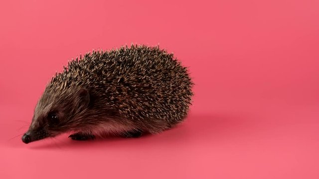 West European Hedgehog coming forward, isolate on pink background, ready to keying