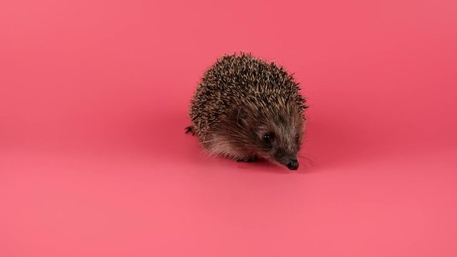 Hedgehog looking forward, sniffing for a food, coming to the camera, isolate on pink background, ready to keying