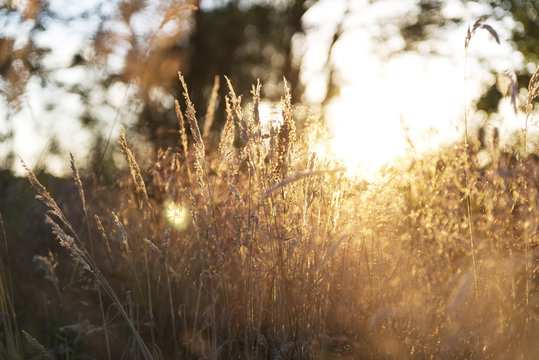 Close-up of dry grass during sunset