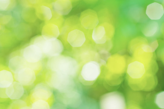 Sunny abstract green nature blurred background, eco spring concept
