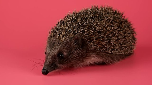 Hedgehog sniffing, looking around going to the camera, closeup, isolate on pink background, ready to keying