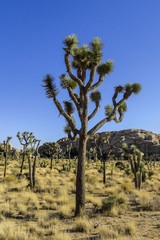 Joshua Tree in California National Park