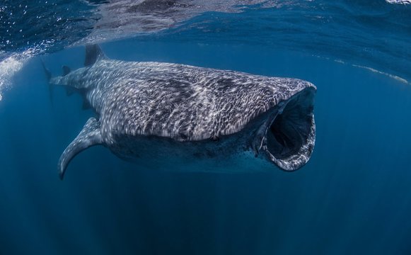 Whale shark near Isla Mujeres, Mexico