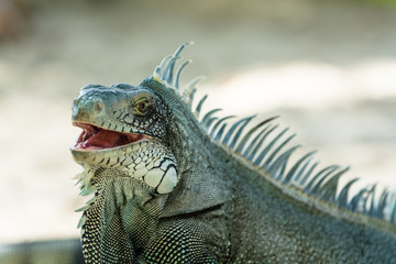 Obraz premium grey blue iguana, Guadeloupe