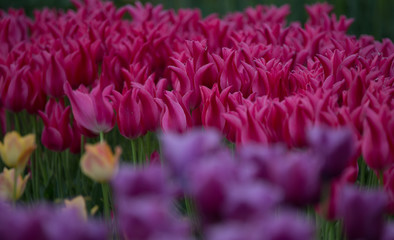 チューリップ　２