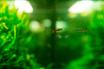 One neon and its reflection in the glass of the aquarium
