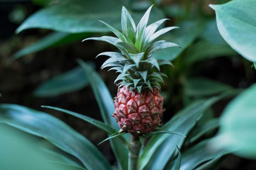 Baby pineapple growing on a red plant  - 109236380