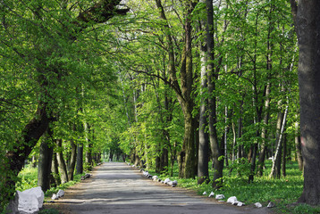 Fototapeta na wymiar path on the asphalt road through the green wood