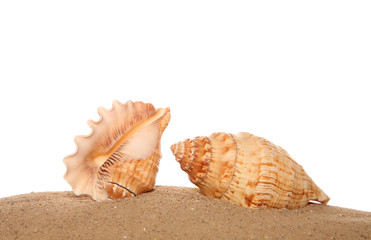 two shells on sand