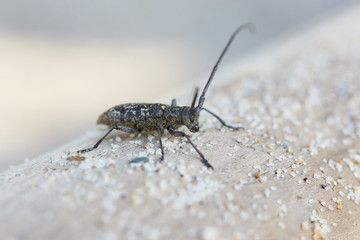 Bbeetle monochamus on the tree