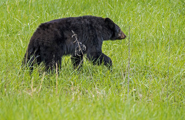 Large Black Bear walking through green grass in Cades Cove.