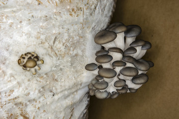 Oyster mushroom growing from a seedling bags