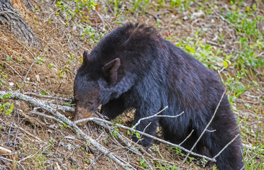 Black Bear digging for insects on a bank.