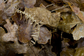 Autumn Dried Leaves 