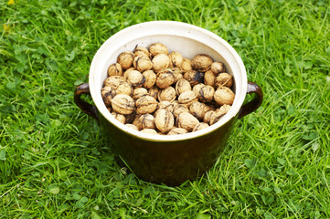 Clay pot full of walnuts on the green grass lawn