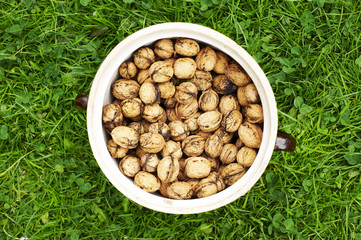 Clay pot full of walnuts on the green grass lawn