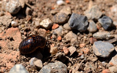 porcellino di terra (armadillidium vulgare)