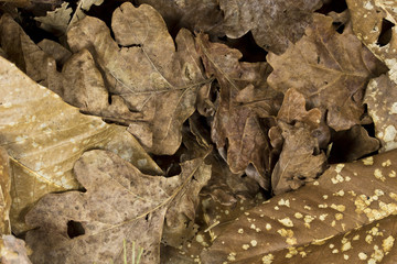 Autumn Dried Leaves 