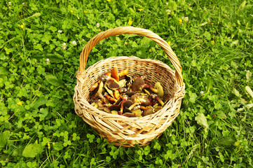 Fototapeta na wymiar Clay pot full of walnuts. Green grass lawn background