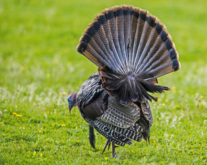 Wild Turkey with tail feathers spread looking for food. - 109239518