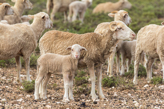 sheep farm