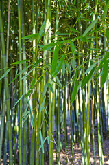 Fototapeta na wymiar Bambusblätter 