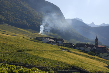 Fototapeta na wymiar Vignoble Suisse, région Yvorne (Vaud)