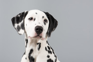 Dalmatian portrait looking to the right on a grey background