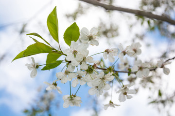 Branch of cherry blossoms in spring