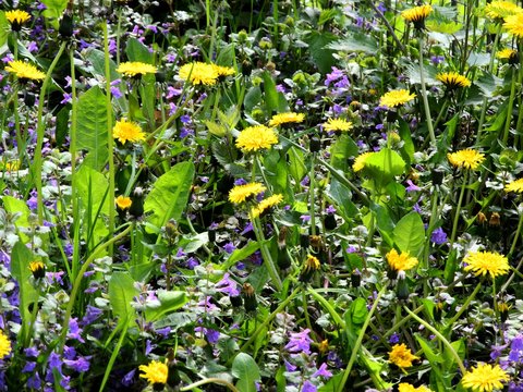 Wilde Fr&uuml;hlingswiese mit L&ouml;wenzahn