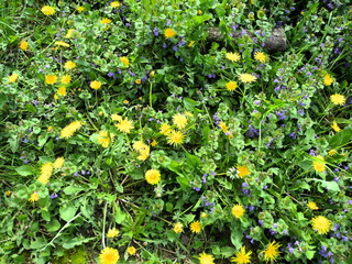 Wilde Frühlingswiese mit Löwenzahn